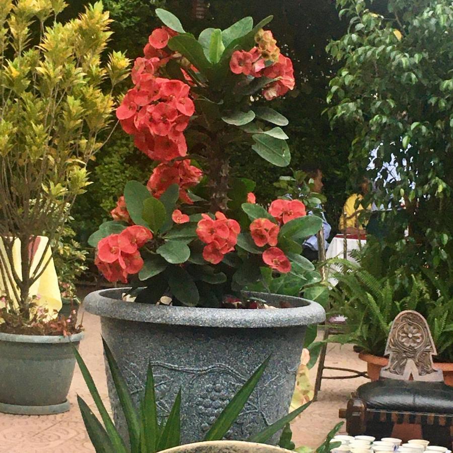 Jacaranda Hotel, Bahir Dar Exteriör bild